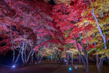 紅葉の香雪園ライトアップ