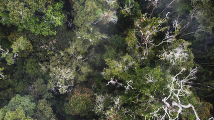 top view of magnolia trees with fog in Colombia
