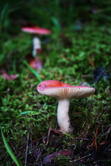 Mushrooms grow among moss and fallen leaves