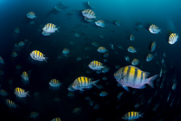Fototapeta na wymiar motion blur fish
