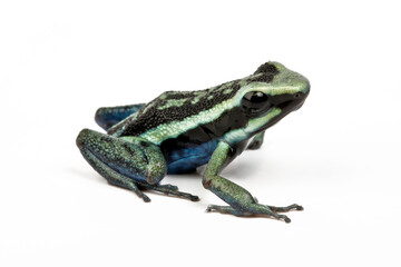 Pleasing poison frog // Blauer Sisa-Blattsteiger (Ameerega bassleri) - Peru
