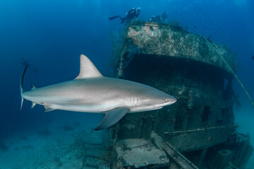 sharks and divers at a wreck