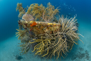 reef on a wreck