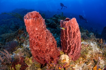 Sponges and divers