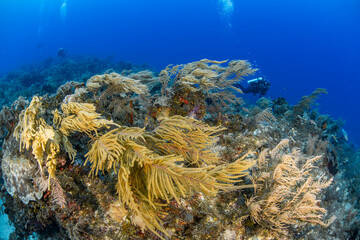 Fototapeta na wymiar Soft coral and diver