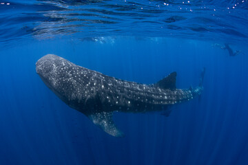 whale shark and snorkelers