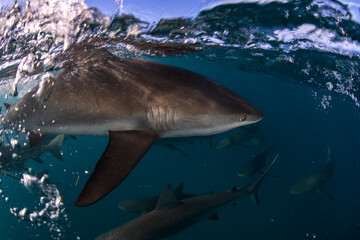 sharks at the surface
