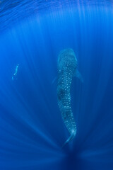 The girl and the whale shark