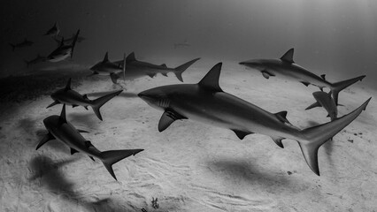sharks in black and white