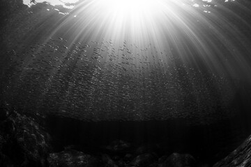 schooling fish and sun rays
