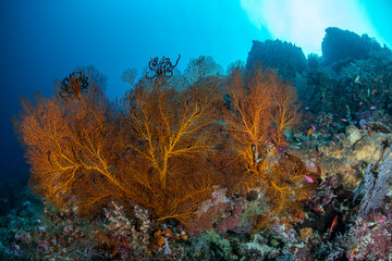 colorful sea fan reef scene