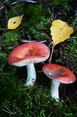 Mushrooms grow among moss and fallen leaves
