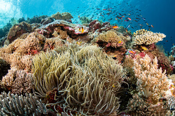 Fototapeta na wymiar reef scenes and fish