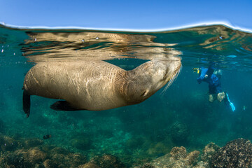 Sea lion and snorkeler
