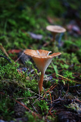 Mushrooms on the ground among the leaves and cones