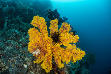 A diver and colorful coral