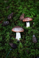 Mushrooms grow among moss and cones