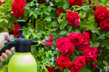 Spraying flowers of red roses with a solution of copper sulfate from pests and diseases, close-up....