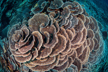 coral from above