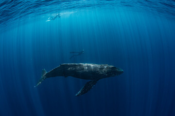 Humpback whale baby and freedivers