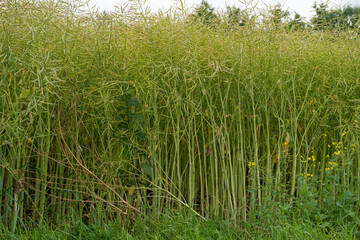 Ripe Canola Field, Green Rapeseed Pods, Mustard Plant Harvest, Oil Plants Farm, Rapeseed Pods Closeup