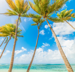 Palm trees in famous La Caravelle beach in Guadeloupe