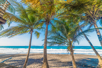 Dark sand and coconut palm trees in Grande Anse beach in Guadeloupe