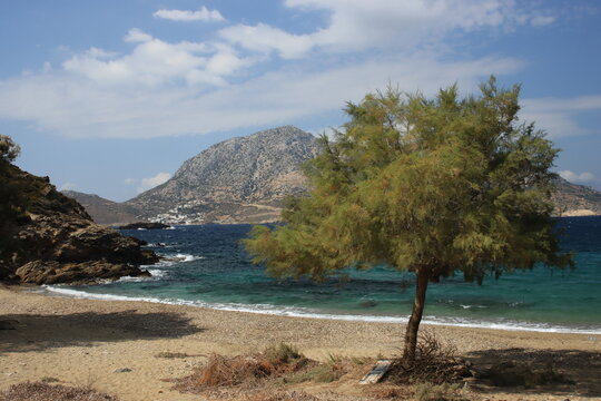 Deserted beach with single tamarisk tree on Fourni island in Greece.