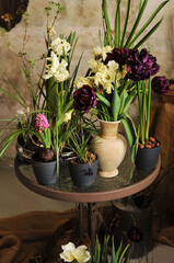 The room is decorated with fresh spring flowers. Garden in the apartment. The natural atmosphere in the house.