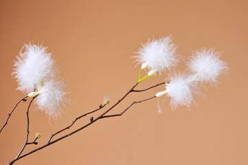 Decorative spikelets in the interior against a beige wall.