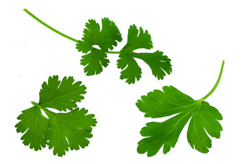 Set of coriander or parsley leaves isolated on transparent background with png.