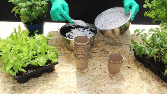 Female hands pour verticulite,fertilizer into a cup of soil. Prepares the ground.The concept of transplanting, planting, farmer, business, vegetable garden, ecology, seedlings,plant,fertilizer,organic