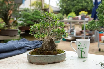 Fotobehang Bonsai Olive Bonsai in garden  © Jason