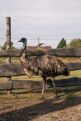 ostrich in the wild