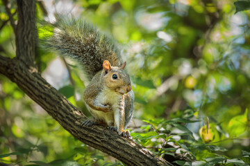 A cute Gray Squirrel pauses, facing the camera, on a branch. He appears to be smiling at the viewer. The squirrel is surrounded by green leaves and bokeh created by the strong morning sunshine. 