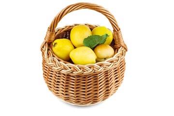 Maules quince (Chaenomeles japonica) in wicker basket isolated on white background