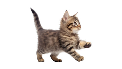 Obraz premium play scottish fold cat isolated on transparent background cutout