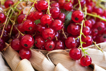 groseilles en grappes