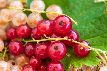groseilles en grappes