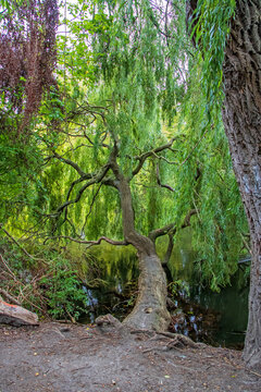 Weeping willow in &oslash;rstedsparken park in Copenhagen