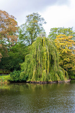 Weeping willow in &oslash;rstedsparken park in Copenhagen