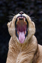 African lioness - Panthera leo