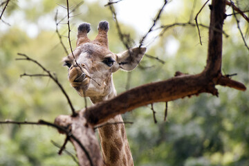 Giraffe - Giraffa camelopardalis