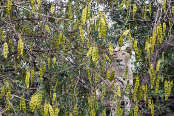 African white lioness - Panthera leo