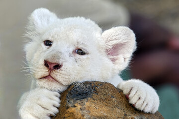 African white lion cub - Panthera leo