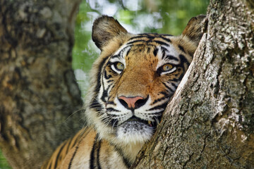 Bengal tiger - Panthera tigris tigris