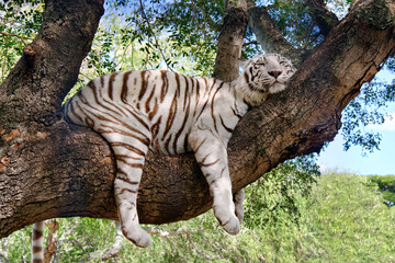Fototapeta na wymiar Bengal white tiger - Panthera tigris tigris