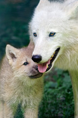 Arctic wolves - Canis lupus arctos