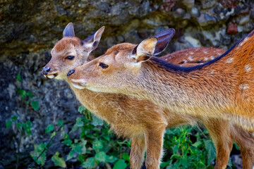 Sika deers (female) - Cervus nippon
