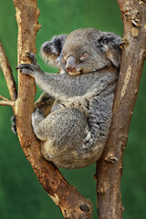 Koala - Phascolarctos cinereus